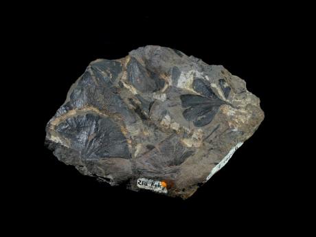 A Late Cretaceous ginkgo leaf fossils from Alaska’s North Slope is seen at the National Museum of Natural History in Washington.