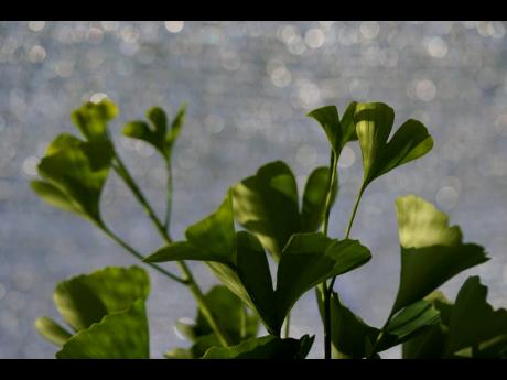 Distinctive fan-shaped ginkgo leaves are seen in the Fossils Atmospheres Project at the Smithsonian Research Center in Edgewater, Maryland. The Smithsonian is using the ginkgo to study climate change. 