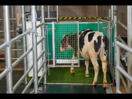 In this undated photo provided by the Research Institute for Farm Animal Biology in Dummerstorf, Germany, a calf enters an astroturf-covered pen nicknamed ‘MooLoo’ to urinate. The scientists, mimicking the process of putting a toddler on the potty unti