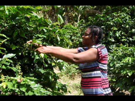 Dinneth Fearon said that she welcomes the efforts being made by Member of Parliament Juliet Holness, to rejuvenate the horticultural sector in Dublin Castle, St Andrew, as she picks coffee on her farm on October 29. 