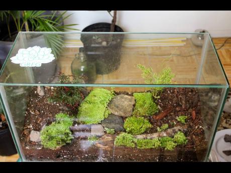 Terrariums by Greg also experiment with rectangular glass features as well. 
