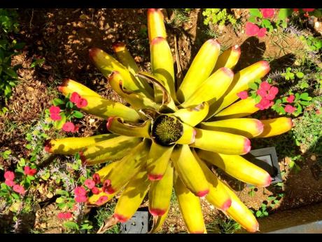 
Splash of colour in the backyard garden