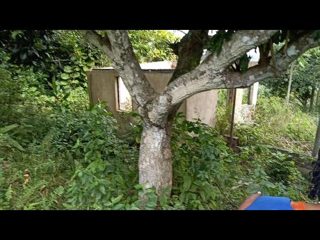 
Woodhall old house where Portia Simpson Miller lived.