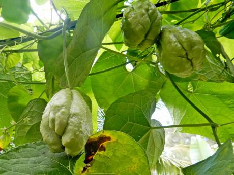 A chocho plant with vegetables. 