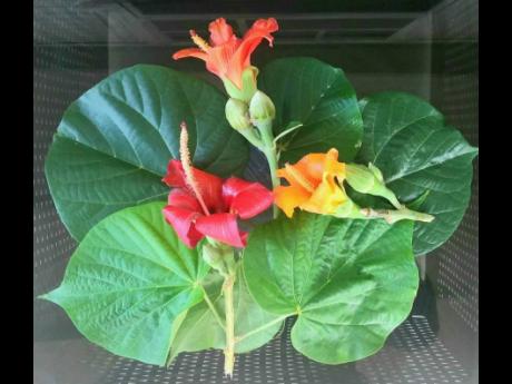 
Fresh cut flowers