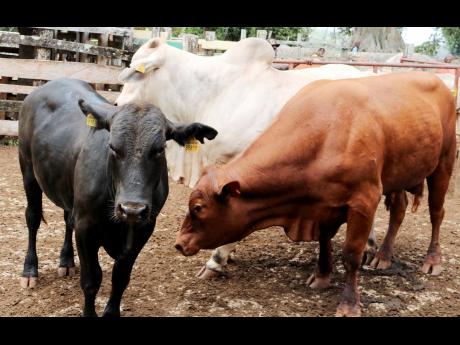 The cattle business has been a drag on the bottom line of Minard Estate.