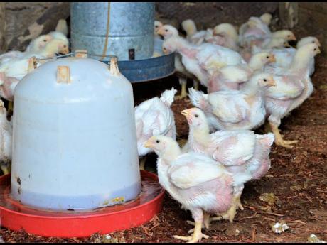 Poultry care and management is among the more popular online courses being offered by the Trelawny 4-H Club.