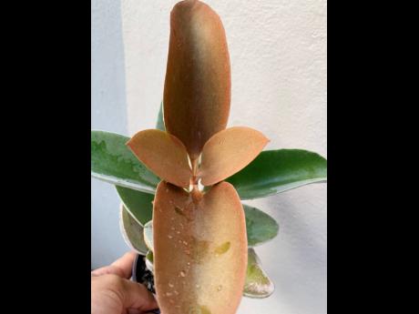 The kalanchoe orgyalis or copper spoon is a succulent that received its name due to the shape of its leaf. This plant also lives for the sunlight.