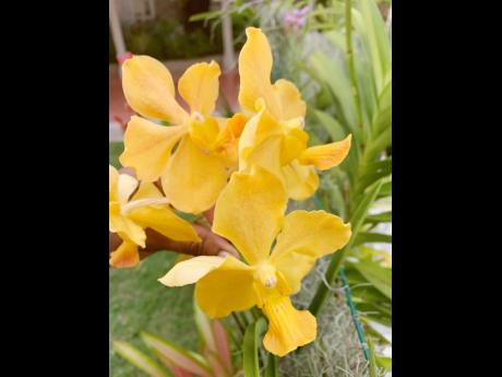 Nothing like a yellow orchid to brighten your mood. 

