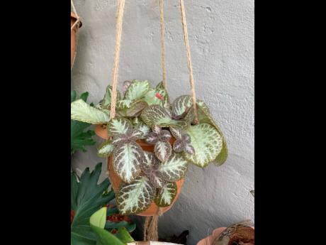 After receiving the episcia, more popularly known as the flame violet, on the brink of death from a friend, this plant mom nursed it back to life. This particular plant loves moist soil and is very easy to care for. 
