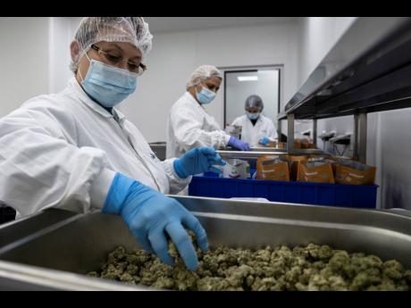 Israeli workers pack medical cannabis at UNIVO Pharmaceuticals in the coastal city of Ashkelon, Israel. Israel’s high-tech sector has made a push into the fast-growing world of medical marijuana, with two former prime ministers and other bold-faced names