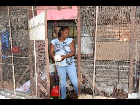 Ishiana Billings showing off her four-week-old chicken from her poultry farm in Norwood, St James.