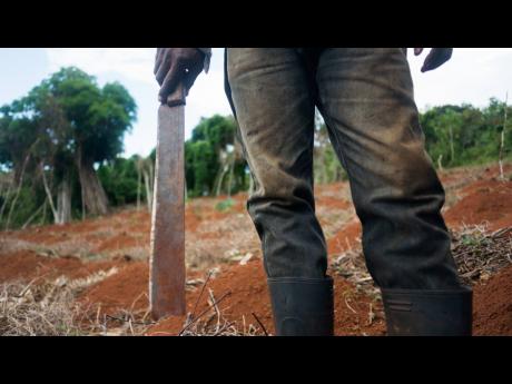 Wensett Brown, otherwise called ‘King’, a 50-year-old farmer from Comfort Hall, located in the Cockpit Country, Trelawny. He and other yam farmers are concerned about the potential danger of bauxite mining to the Cockpit Country.