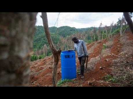 Credit: File
In this 2019 photo, Wensett Brown, also known as King, a 50-year-old farmer from Comfort Hall, in the Cockpit Country, Trelawny, is seen in his yam field.