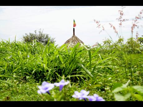 Rastafari  Camp in  Pinnacle, St.Catherine.