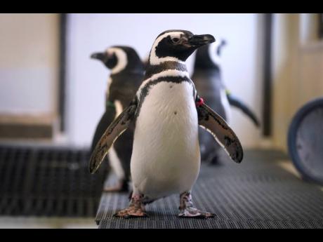 Magellan penguins stand in their enclosure at the Blank Park Zoo,  in Des Moines, Iowa on Tuesday. 