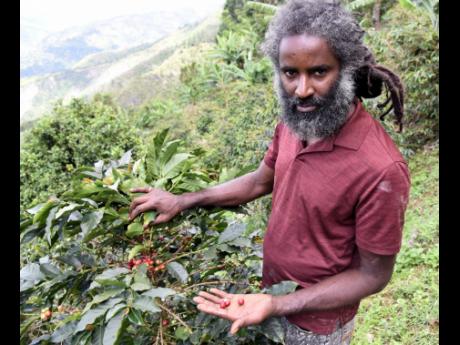 Coffee Farmer Prince Smith speaks of his inability to reap his harvest-ready crop.