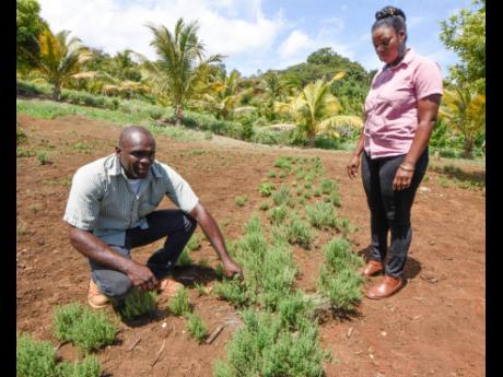Ainsworth and Addia Brown speaks about the original German thyme being grown at AA Farm, Tree Hills, Retreat, St Mary, on March 25, 2022. 