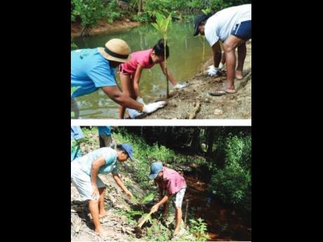 Climate-smart reforestation to strengthen riverbanks and drainage in Seychelles.