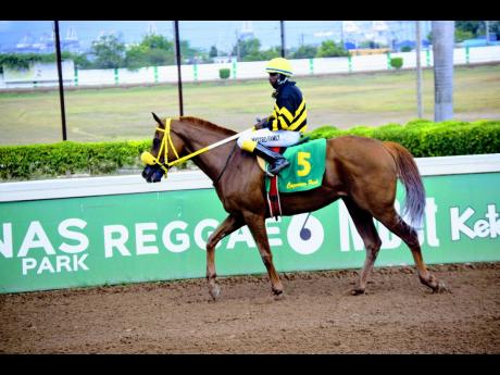 ATOMICA trots just after winning the Thornbird Stakes at Caymanas Park on April 2.