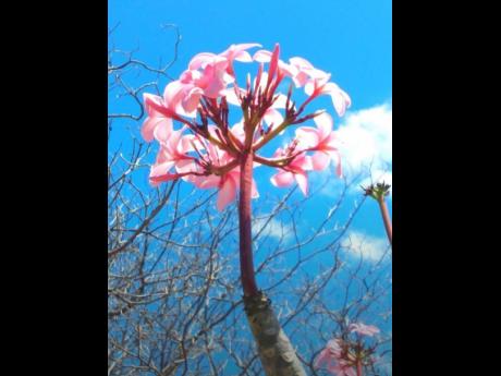 Even in adversity we bloom. 