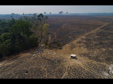 In this August 23, 2020 photo, cattle graze on land recently burned and deforested by cattle farmers near Novo Progresso, Para state, Brazil.