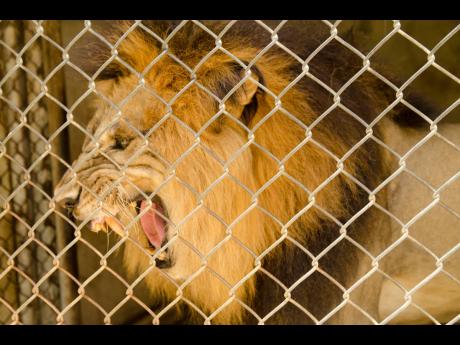 Credit: File A lion roars at Jamaica Zoo in Lacovia, St Elizabeth, in June 2018.