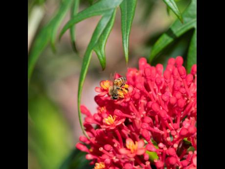Apismellifera, the honeybee, on Jatropha multifidi. 