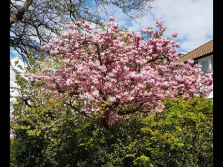 Cherry blossom trees in bloom throughout the city.