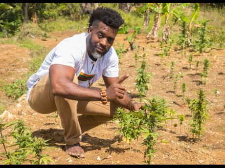 Currie shows ganja plants growing in Accompong, St Elizabeth, recently.