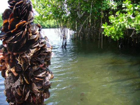 A section of the Port Royal mangrove forest.