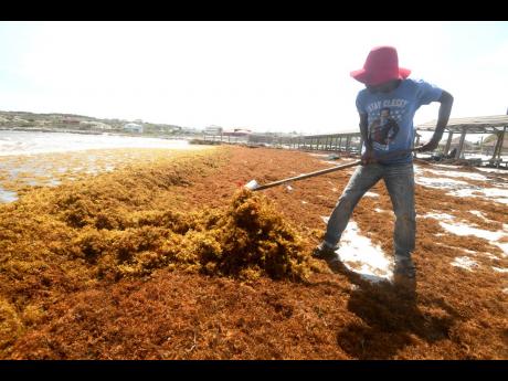 
Sargassum seaweed, if left in huge piles on a beach or in the water near the beach, begins to rot and can cause severe reduction in oxygen. The rotting weed also produces hydrogen sulphide (a toxic gas that smells like rotten eggs).  