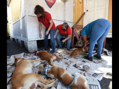 Montego Bay Animal Haven staff and volunteers tending to the animals after they were neutered or spayed.