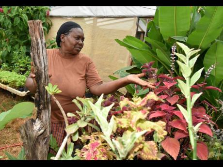 Annette Ford took our team on a tour of Hafe Plant & Nursery.