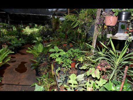 Plant lovers will have a field day in this garden oasis.