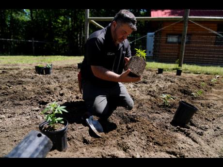 AP photos
Rich Morris of Toadflax Nursery plants marijuana seedlings at Homestead Farms and Ranch in Clifton Park, New York on June 3, 2022.