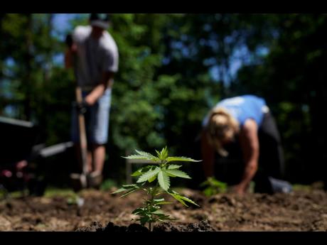 Marijuana plants for the adult recreational market are planted at Homestead Farms and Ranch in Clifton Park, New York on June 3, 2022.