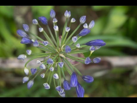 
Flower on a hill – photo taken at Hollywell