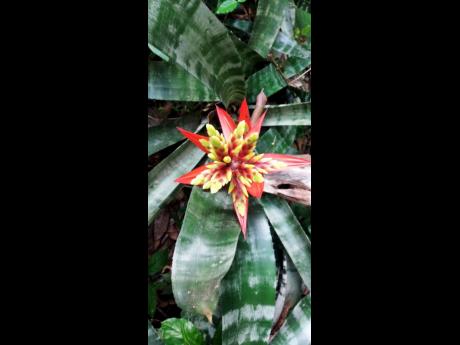 
Flower alongside a stream – photo taken in Montego Bay