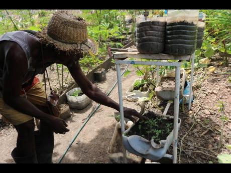This set of tomato seedlings is almost ready for transplanting from the makeshift seed tray made from a recycled plastic bottle, by Fabian Melvin.