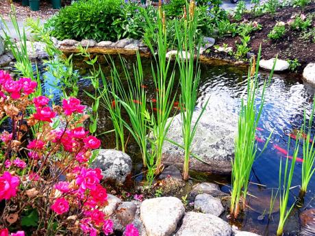 
Calming pool in the garden - photo taken in New Hampshire, United States