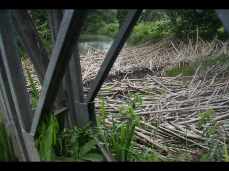 Credit: Bryan Miller Bamboo blocking the waterway near the Old Kew Bridge in Hanover.