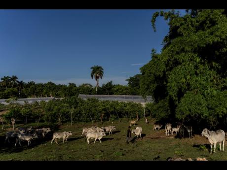A shepherd herds cows at the Vista Hermosa farm in Bacuranao, just east of Havana, Cuba, on August 4, 2022.
