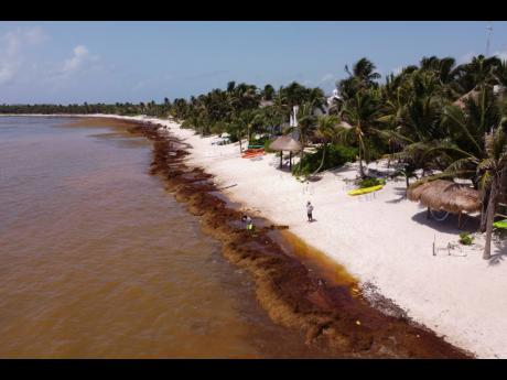 Workers who were hired by residents remove sargassum seaweed from the Bay of Soliman, north of Tulum, Quintana Roo state, Mexico, Wednesday, August 3, 2022.