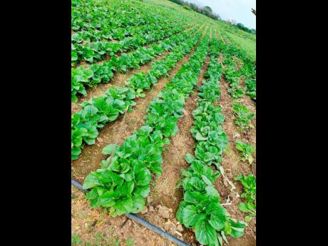 Credit: Contributed The Glenister Estate Farm pak choi field