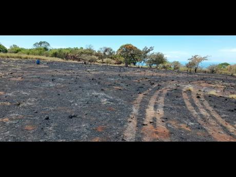 A farm in Flagaman, St Elizabeth, that was scorched by bushfire on August 16. 