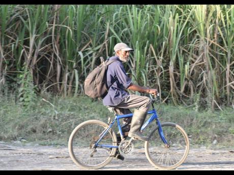 Credit: Herbert McKenis Cane farmer Karl Salabie rides his bicycle past sugar cane fields at the Frome Sugar Factory in Westmoreland on Friday, January 29.