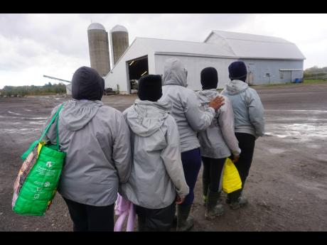 Many Jamaican women currently work on a 2,500-acre apple farm in Canada, which was visited on October 13 by a Jamaican team of factfinders, who are probing the status of Jamaican farm workers in Canada.