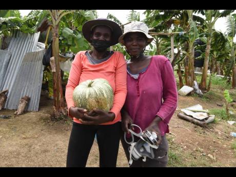 Credit: File Women farmers Kerryann Williams (left) and Edna Smallwood-McLennon, of Golden Grove, St Thomas, currently cultivate a mix of crops on five acres of land. Index-based agricultural and livestock insurance is expected to cushion female farmers, who are dispro