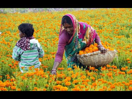
In this February 2022 photo a woman farmer plucks marigold flowers from a field ahead of the Saraswati (Hindu Goddess of Knowledge) Puja, at Khirai, in Paschim Medinipur in the eastern Indian state of West Bengal.